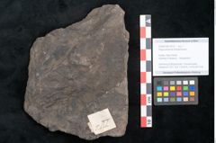 Foto (Objekt + Etikett) von Fagus producta Ettingshausen (NHMW-GEO-2024-0188-10219)